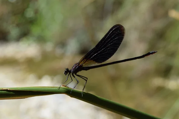 Libélula Negra Planta Verde — Fotografia de Stock