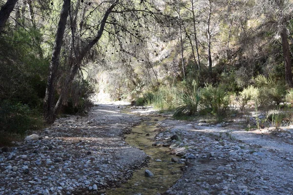 Hermoso Paisaje Bosque Otoñal — Foto de Stock