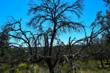 Sonbaharda yapraksız ağaç Monfrage Doğal Parkı 'nda, karanlık bir manzarayla.