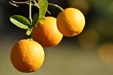 Ağaçtaki portakalların bileşimi