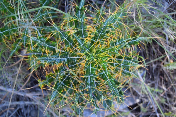 Picnomon palamudu, ön planda dikenleri var.