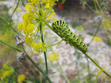 Papilio machaon bahçede ön planda.