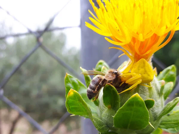 Yakın plan: spoider Misumena vatia bir arı ile dövüşüyor