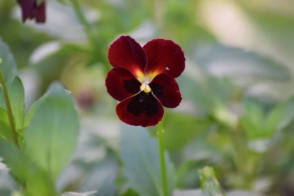 En iyi kırmızı renginde açan nonoş altınları.