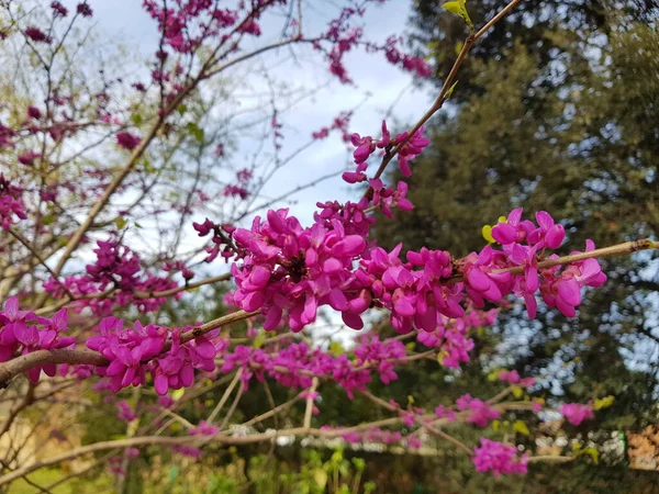 Redbud Oriental Cor Roxa Flor — Fotografia de Stock