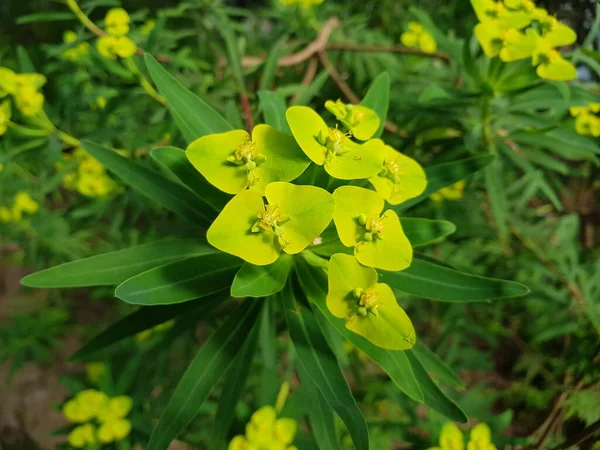 Euphorbia Cyparissias Planta Sua Estação Floração — Fotografia de Stock
