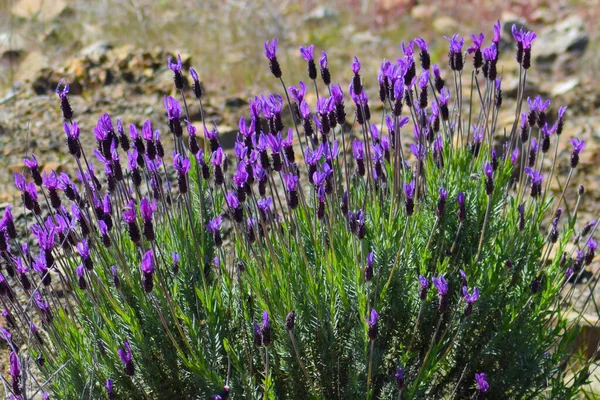 Lavandula Pleine Floraison Dans Nature Dans Couleur Violette — Photo