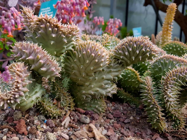 Planta Euphoria Flanaginii Primeiro Plano Estufa — Fotografia de Stock