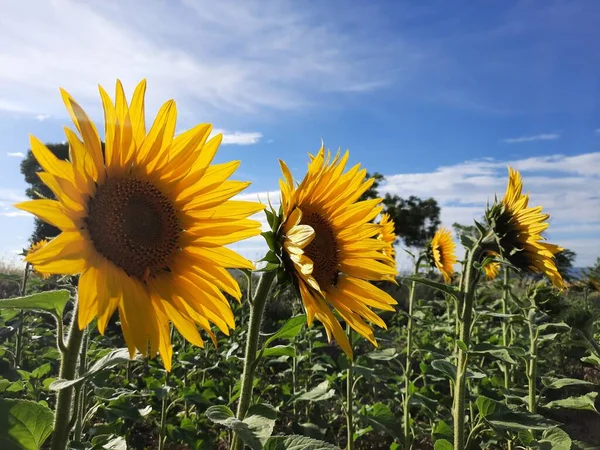 Gün batımında tarlada üç ayçiçeği.