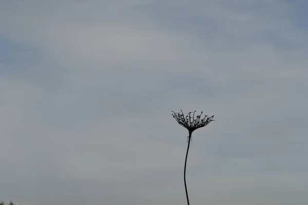 Bir karahindiba çiçeğinin şafağında ışığa karşı görüntü, sükunet konsepti ve refleks için yalnızlık