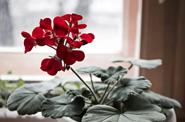 Red geraniums in a pot
