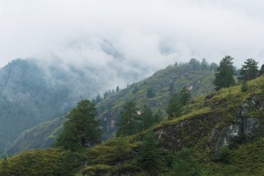 Altay Dağları'nda çam ağaçları