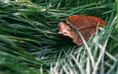 Yeşil çimlerin üzerinde sonbahar yaprağı