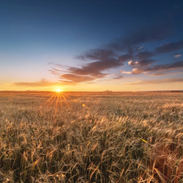 Wheat field at the sunset — Stock Photo, Image