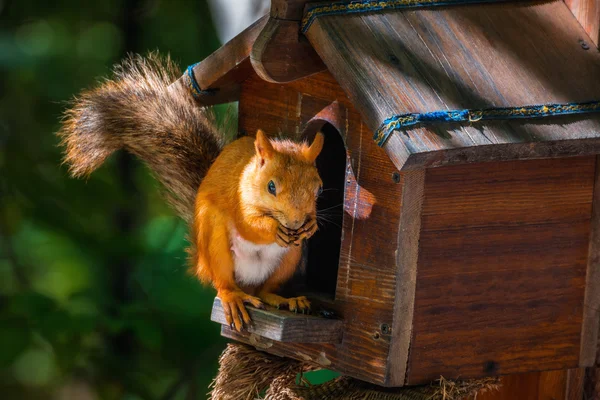 Das rote Eichhörnchen — Stockfoto
