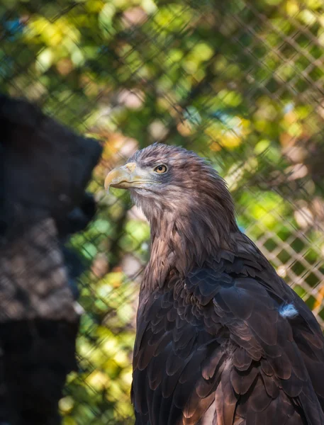 Aves de rapiña Águila de cola blanca sentada en un árbol — Foto de Stock