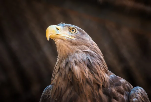 Oiseau de proie Aigle à queue blanche assis sur un arbre — Photo