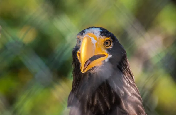 Porträt des Seeadlers — Stockfoto