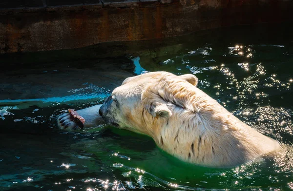ホッキョクグマ動物園で新鮮な魚を食べる — ストック写真