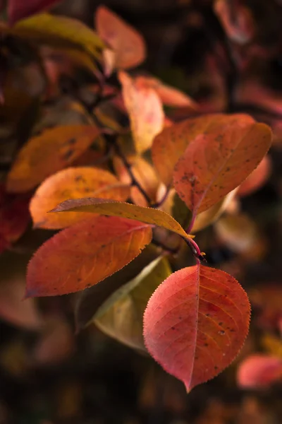 Folhas amarelas e vermelhas — Fotografia de Stock