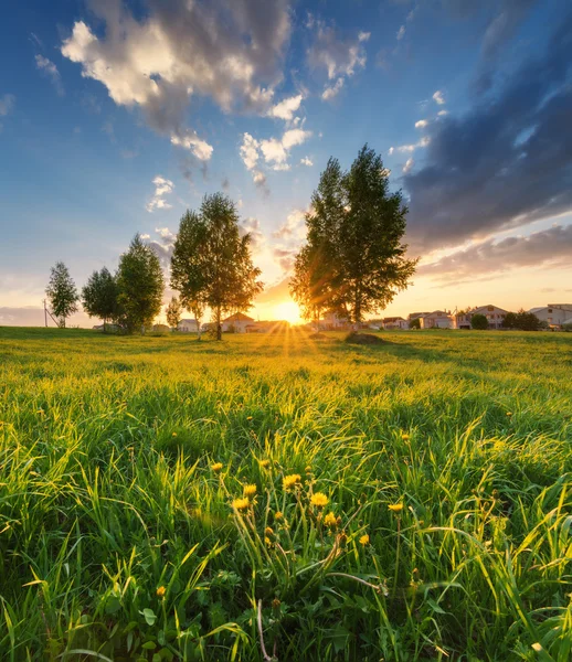 Hierba verde sobre un fondo hermoso atardecer —  Fotos de Stock