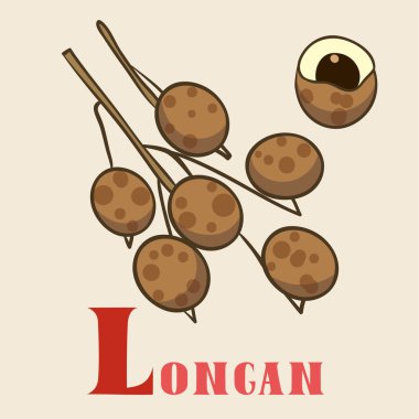 L longan illüstrasyon için