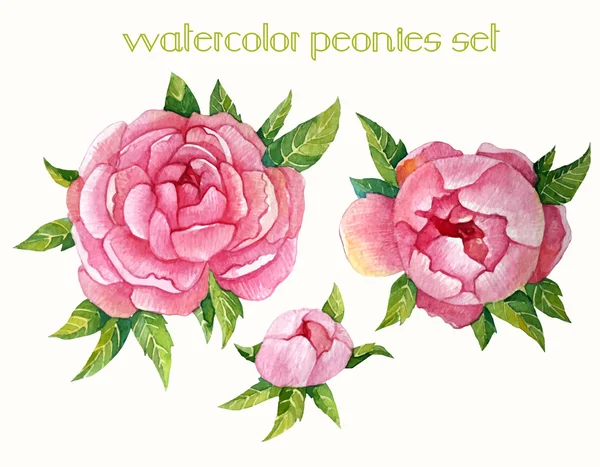 Akvarell pünkösdi rózsa készlet — Stock Vector