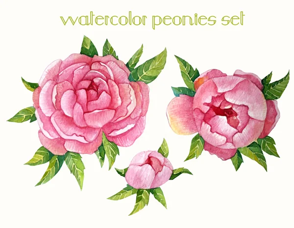 Suluboya peonies seti — Stok Vektör