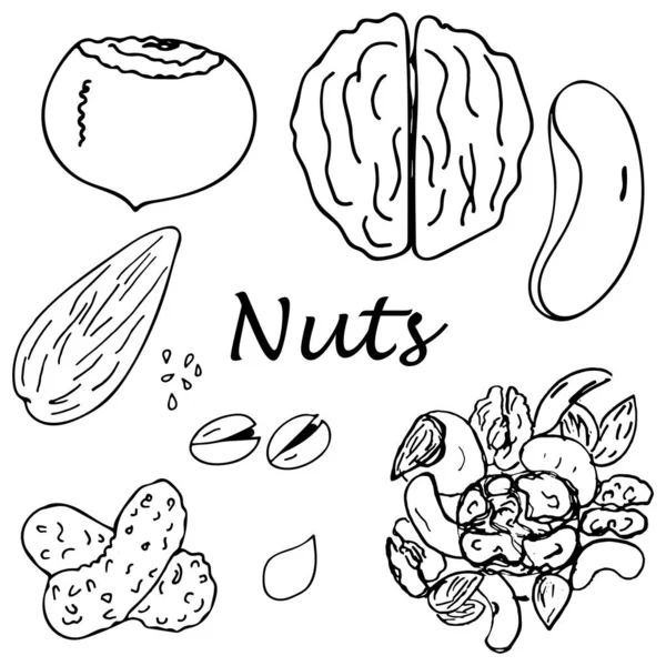 Noix vectorielles à dessiner à la main serties de noisettes, noix, amandes, pistaches, noix de cajou, graines de sésame, arachides, graines de citrouille. — Image vectorielle