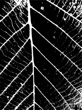 Vektör yaprağı dokusu. İllüstrasyon, baskı, web ve diğer şeyler için doğa arka planına sahip illüstrasyon