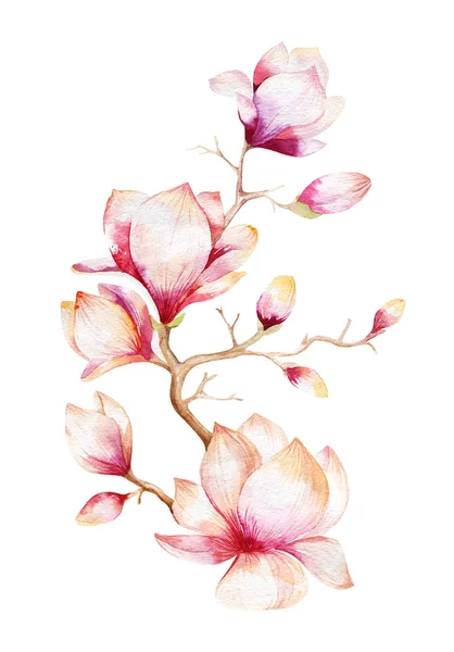 Pintura Magnolia flor fondo de pantalla. Acuarela dibujada a mano floral —  Fotos de Stock