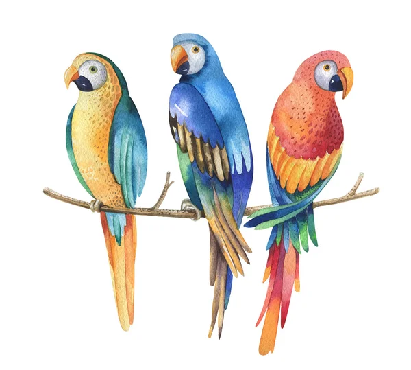 Tropische aquarel vogels geïsoleerd op witte achtergrond — Stockfoto