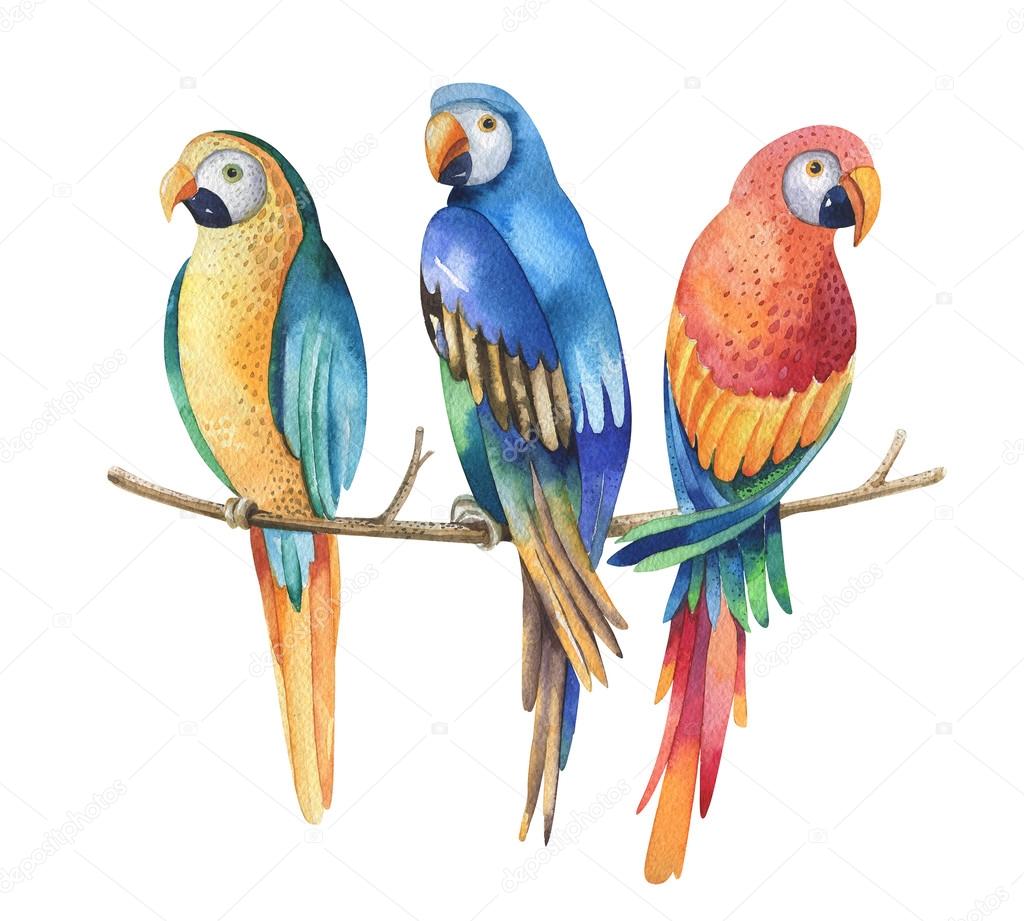 Tropical watercolor birds isolated on white background