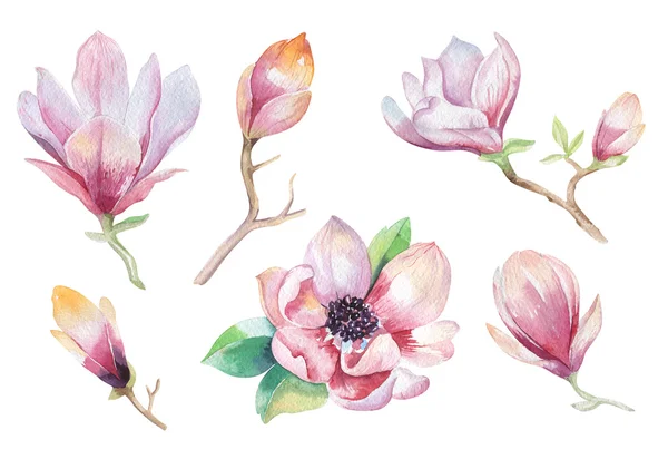 Pintura papel de parede flor Magnolia. Mão desenhada aquarela floral — Fotografia de Stock