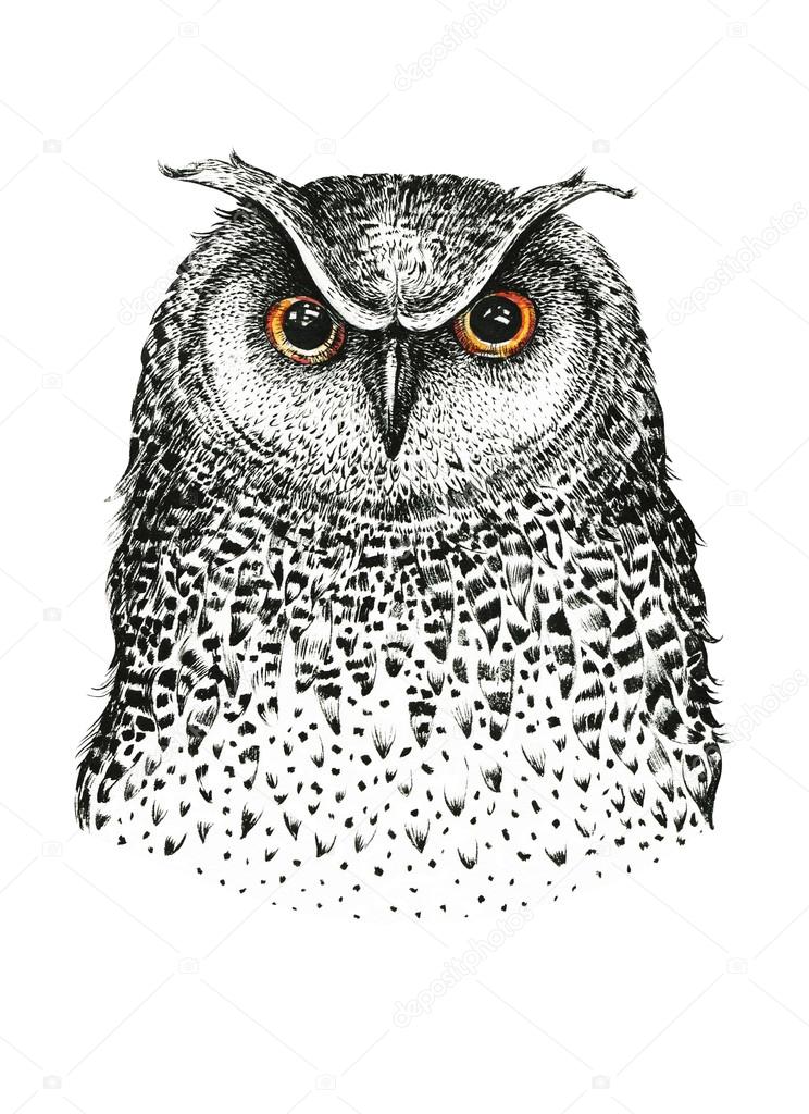 Black and white illustration of owl — Stock Photo © mykef #120181348