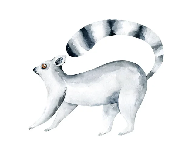 Watercolor Illustration Cat Lemur White Background — Stock Photo, Image