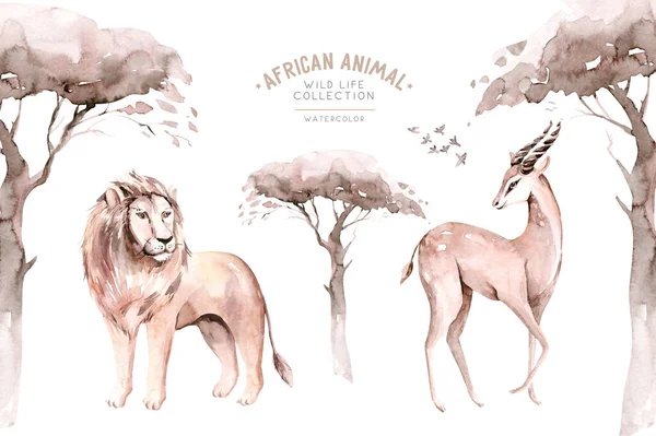 Watercolor illustration of African savannah Animals: lion and antelope isolated white background. Safari zoo wildlife.