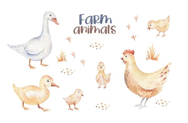 Farms Animal Set Cute Domestic Pets Watercolor Illustration Horse Goose — Stock Photo, Image