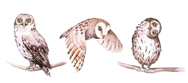 Watercolor Barking owl and Ninox connivens australian Bird sitting on stump hand painted children illustration. Australia birds Nursery art poster — Stock Photo, Image