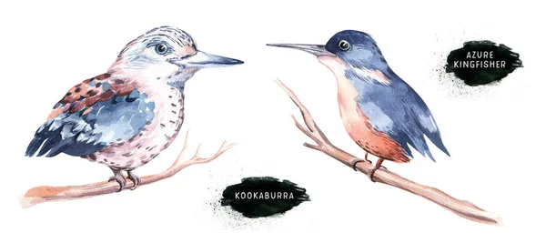 オーストラリアのエキゾチックな鳥動物が水彩を設定KookaburraとAzure Kingfisher 。手描きイラスト｜イゾルデオーストラリア — ストック写真