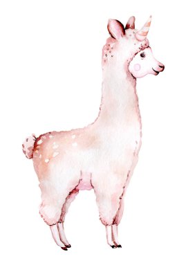 Tatlı suluboya lama, beyaz üzerinde izole edilmiş alpaka çizimi. Etnik battaniyeli lama izi, çiçek çelengi, çiçek buketi ve Meksika boho süslemesi.