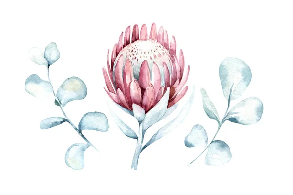 Set Watercolor Protea Flower Tropical Leaves Hand Painted Illustration Exotic — Stock Photo, Image
