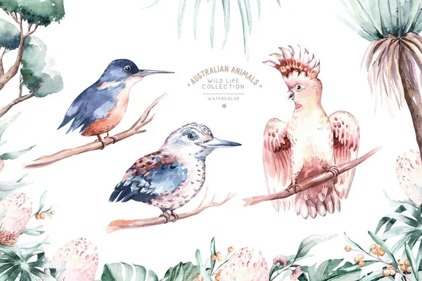澳大利亚异国情调的鸟类动物集水彩画 粉红鹦鹉和蓝色翠鸟为一体 手绘插图孤立的澳大利亚 — 图库照片