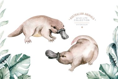 Platypus Australian Animals watercolor illustration Exotic Animal Hand-painted Isolated clipart