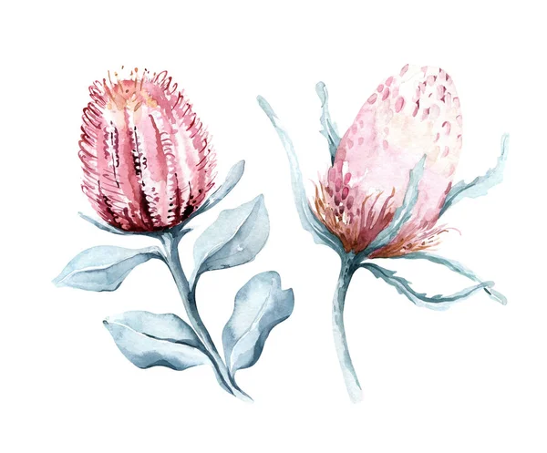 Set Watercolor Protea Flower Tropical Leaves Hand Painted Illustration Exotic — Stock Photo, Image