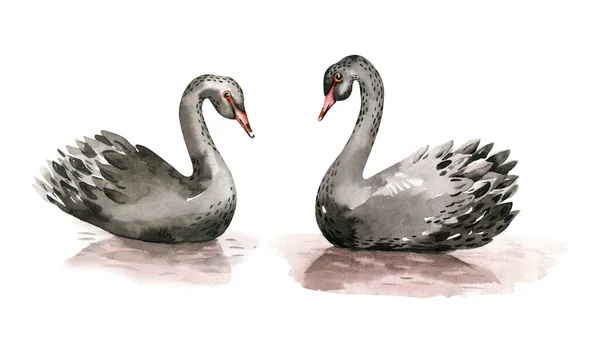 Black Swan Watercolor Illustration White Background Love Card Valentine Day — Stock Photo, Image