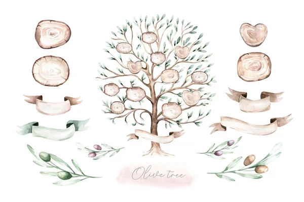 Watercolor Genealogical Family tree. Watercolor children\'s tree botanical season isolated illustration. olive, oak and cypress. Green forest ecology branch and leaves