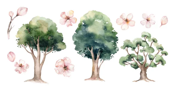 Watercolor Genealogical Family tree. Watercolor children\'s tree botanical season isolated illustration. olive, oak and cypress. Green forest ecology branch and leaves