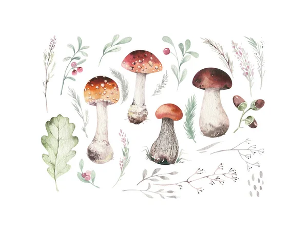 Watercolor illustration with mashrooms, branches, leaves and berries. Set of autumn forest plants, fly agaric and boletus, drawing, Collection of herbarium garden