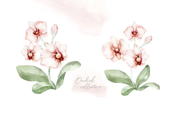 Conjunto Ilustração Aquarela Orquídea Tropical Isolado Ilustração Flor Exótica Floresce — Fotografia de Stock